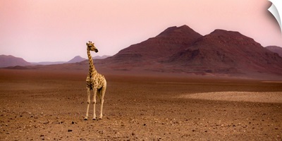 Namibia, Kunene, Etosha National Park, Desert Giraffe At Sunrise From Purros