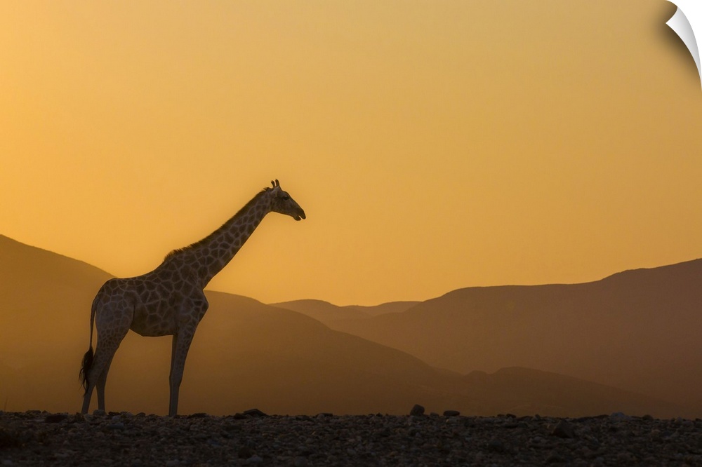 Namibia, Kunene, Etosha National Park, Desert giraffe at sunrise in Purros