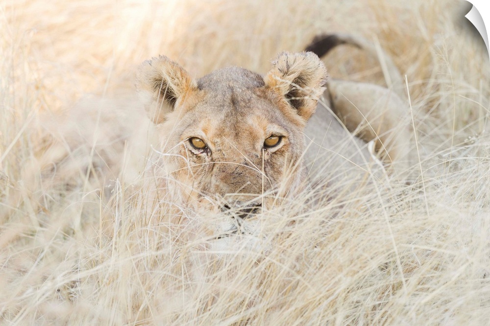Namibia, Kunene, Etosha National Park, Lion in the bush.