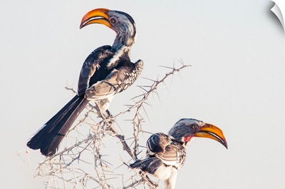 Namibia, Kunene, Etosha National Park, Southern Yellow-Billed Hornbill
