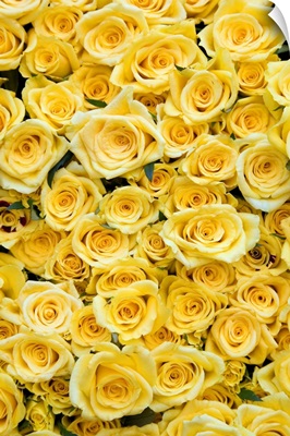 Netherlands, North Holland, Amsterdam, Yellow roses for sale at Albert Cuypmarkt