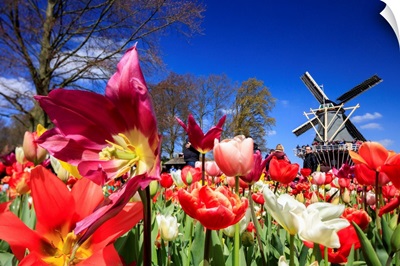 Netherlands, South Holland, Benelux, Lisse, Keukenhof Tulip Gardens Near Amsterdam