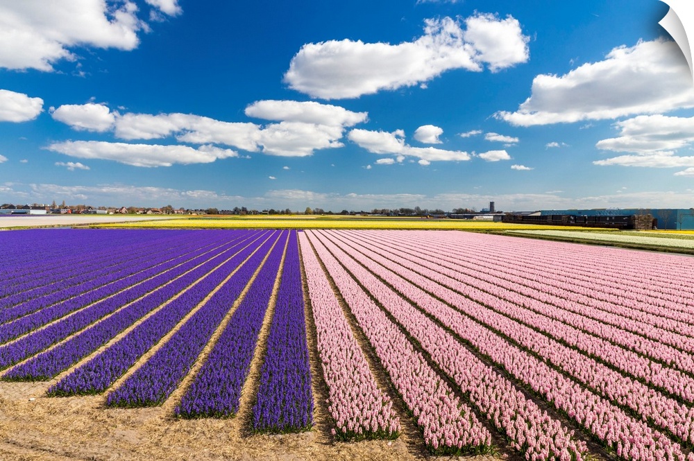 Netherlands, South Holland, Lisse, Hyacinth fields near Keukenhof.