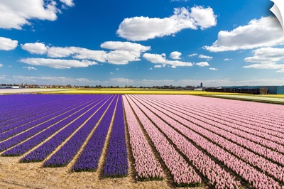 Netherlands, South Holland, Lisse, Hyacinth Fields Near Keukenhof