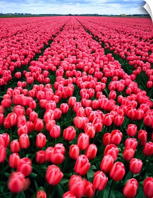 Netherlands, Tulip field