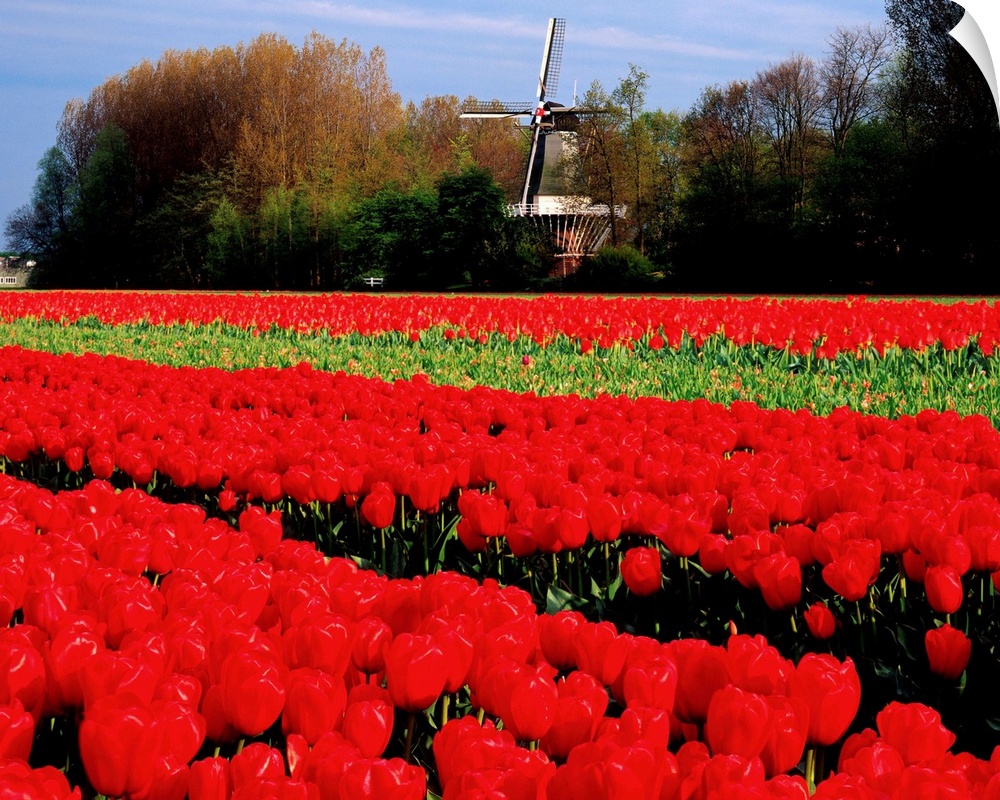 Netherlands, Tulip field and windmill