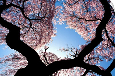 New Jersey, Cherry blossom tree