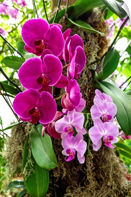 New York City, Bronx, NY Botanical Garden, The Orchid Show, Jeff Leatham's Kaleidoscope