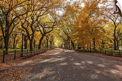 New York, New York City, Central Park, Elm Tree lined walk