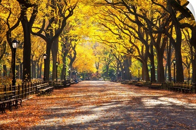 New York, New York City, Central Park, Tree lined walk