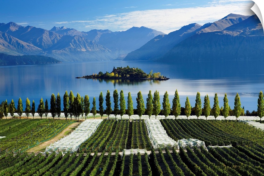 New Zealand, South Island, Clutha-Central Otago, Rippon vineyards and Lake Wanaka