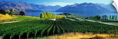 New Zealand, South Island, Lake Wanaka, Rippon vineyards