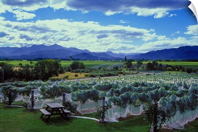 New Zealand, South, Vineyards in South Island