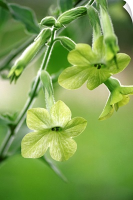 Nicotiana flower