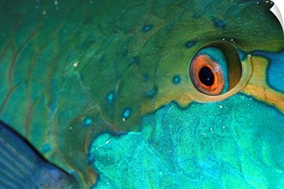 Oceania, Solomon Islands, Uepi Island, parrotfish eye