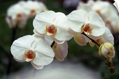 Orchid (Phalenopsis Perth)