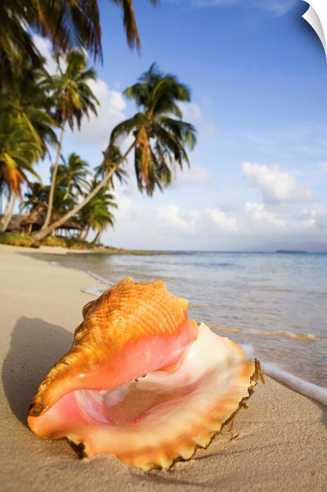 Panama, San Blas, Caribbean, Caribs, Kuanidup island, sea shell