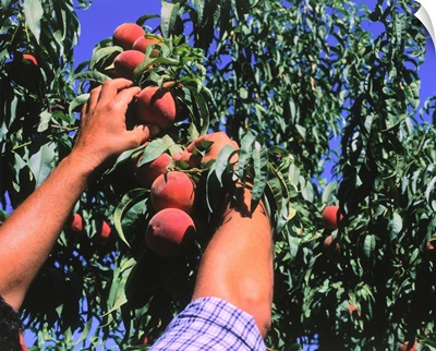 Peach-harvesting