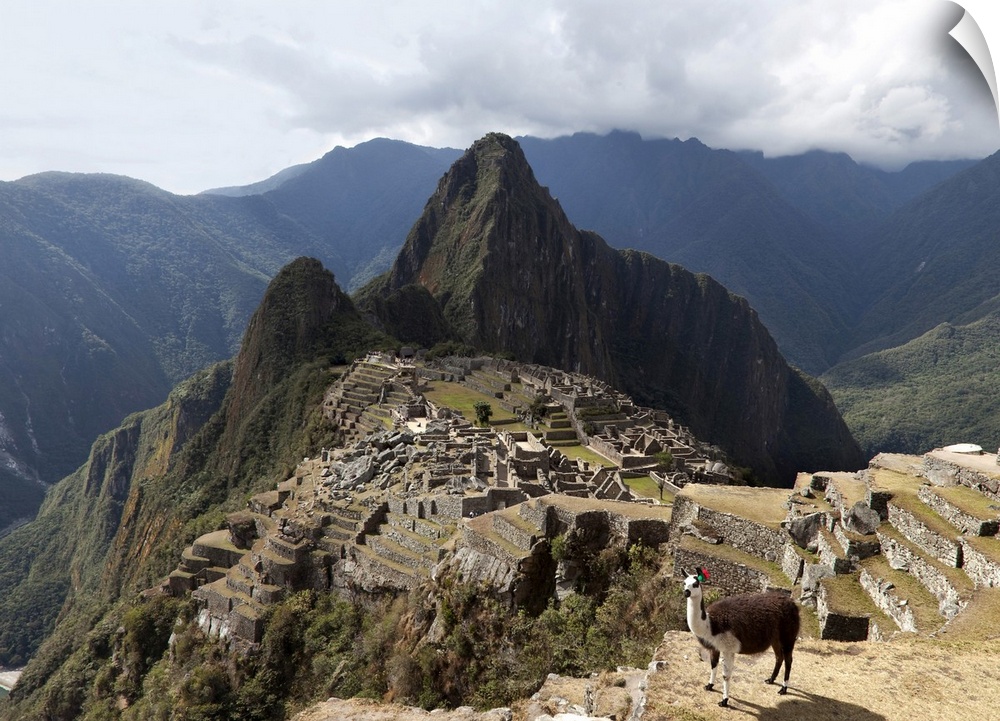 Peru, Cuzco, Machu Picchu, Llama at the Inca fortress
