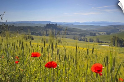Poppies in a field, Italy, Tuscany, San Quirico d'Orcia, Casolare belvedere