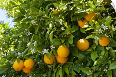 Portugal, Faro, Silves, Oranges and blossom on a tree in an Algarve orange grove