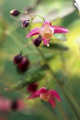 Red Barrenwort (Epimedium rubrum)