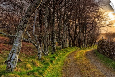 Scotland, Inner Hebrides, Isle of Skye, Trees near Neist Point