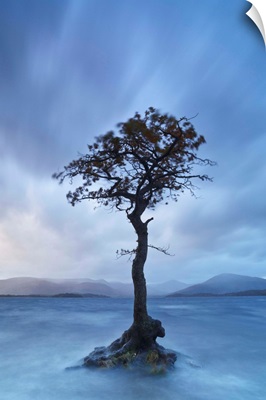 Scotland, Trossachs National Park, Loch Lomond, Scot pine growing out from the lake
