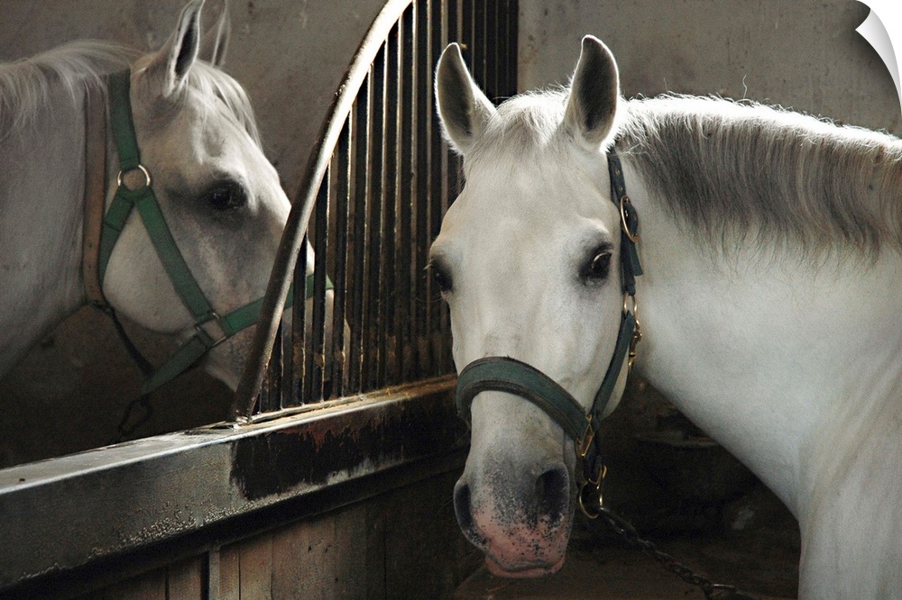 Horses in the stable, Lipica Stud Farm, Slovenia
