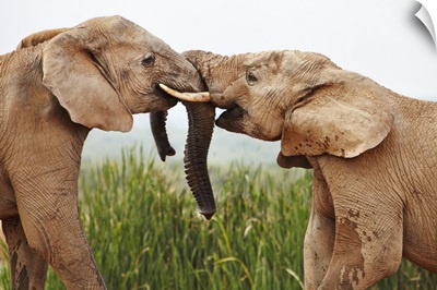 South Africa, Addo Elephant National Park, Young Bull Elephants Greet Each Other