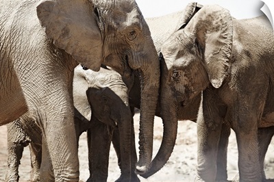South Africa, Eastern Cape, Addo Elephant National Park, African Elephants