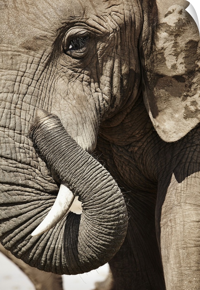 South Africa, Eastern Cape, Addo Elephant National Park, Sundays River Valley, African Elephant (Loxodonta Africana)