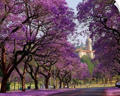 South Africa, Gauteng, Pretoria, Union Building and Jacaranda trees