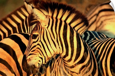 South Africa, Kruger National Park, Burchell's Zebra
