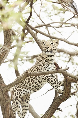South Africa, Kruger National Park, Leopard At The Moholoholo Wildlife Rehab Center