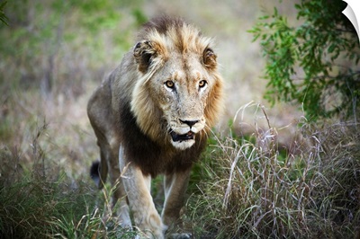 South Africa, Kruger National Park, lion