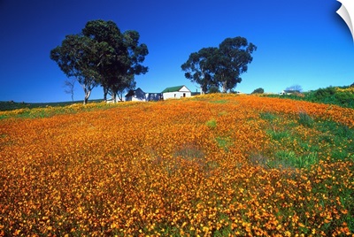 South Africa, Namaqualand, Skilpad Wildflower Reserve