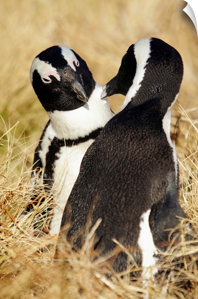 South Africa, Western Cape, Cape Town, African Penguins (Jackass Penguin) at Boulders beach, Simons Town.