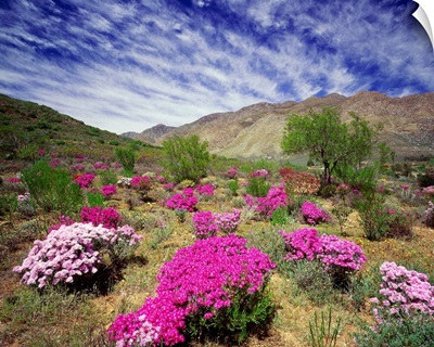 South Africa, Western Cape, Little Karoo plateau, wild flowers near Montagu town