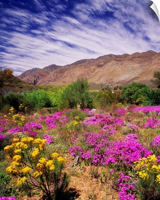 South Africa, Western Cape, Little Karoo plateau, wild flowers near the town of Montagu