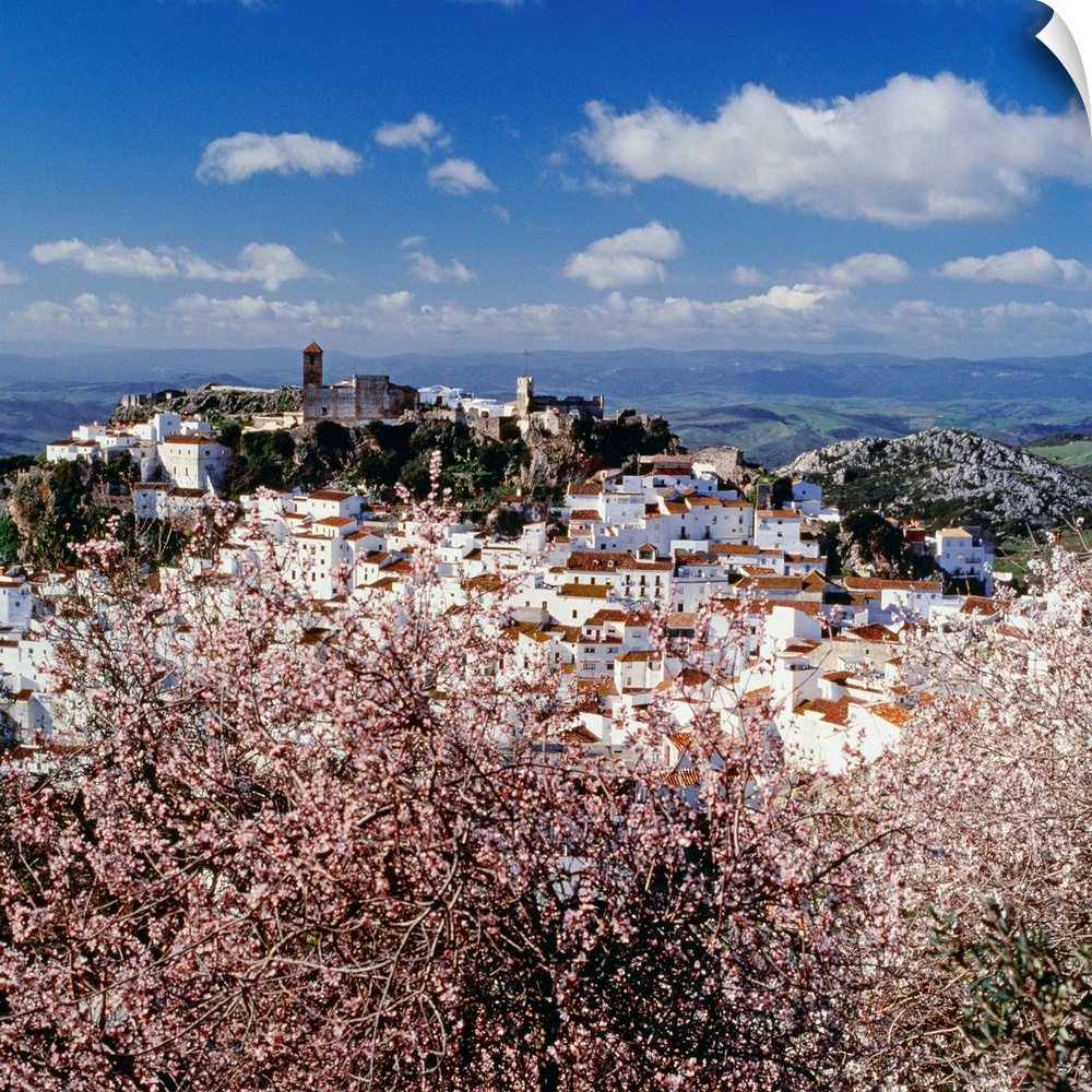 Spain, Andalusia, Casares, Pueblos Blancos, Casares town, almond trees