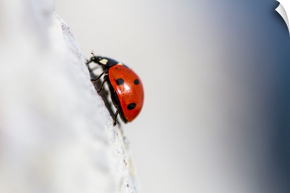 Spain, Andalusia, Ladybird.