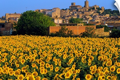 Spain, Catalonia, Costa Brava, Pals, and sunflower field