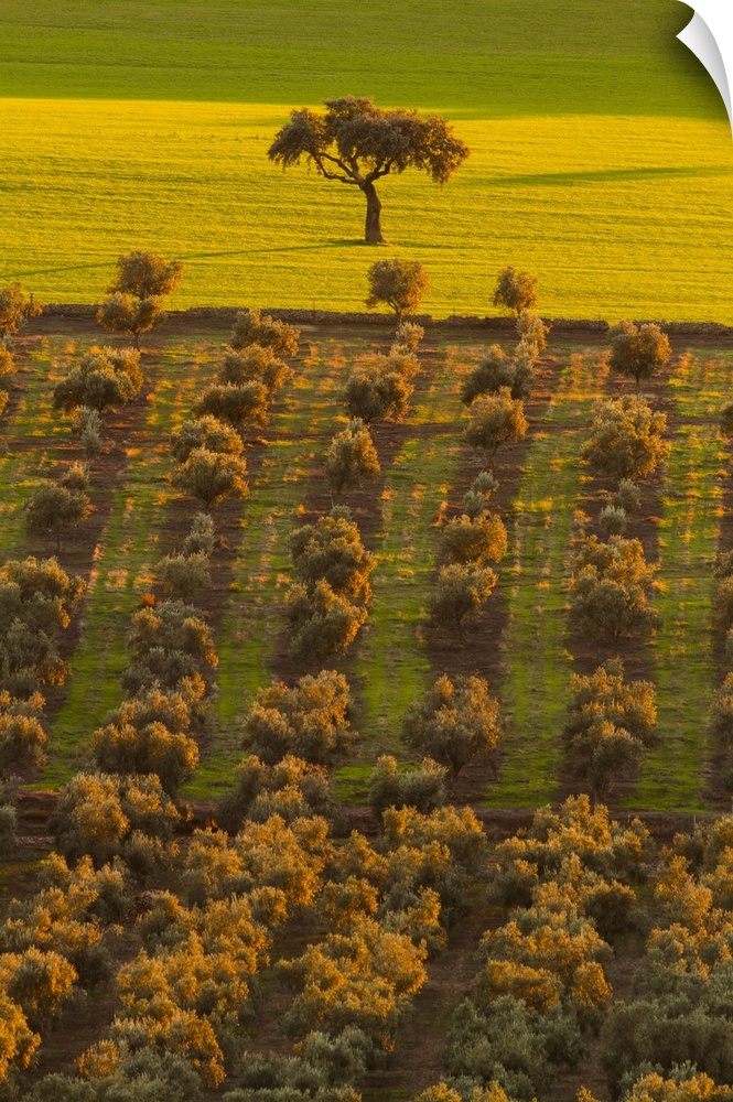 Spain, Extremadura, Badajoz district, La Serena, Dehesa, the typical Spanish savanna of oaks trees