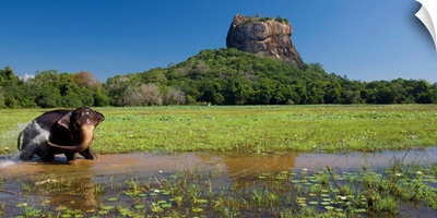 Sri Lanka, Ceylon, Central Province, Sigiriya, Lion Rock