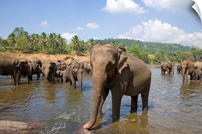 Sri Lanka, Sabaragamuwa, Pinnawala, Herd of elephants at the river