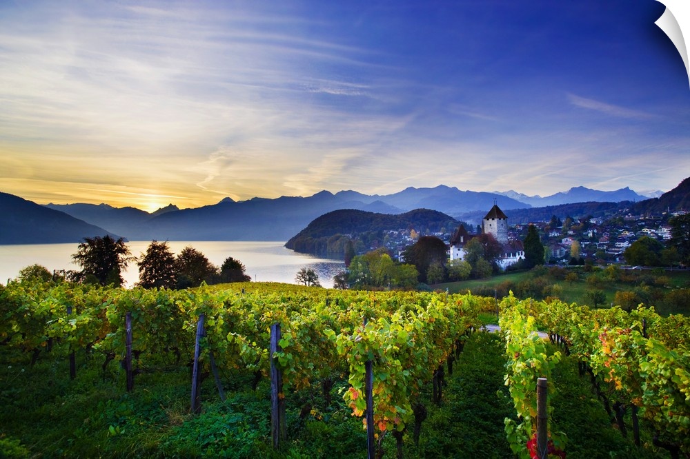 Switzerland, Bern, Berner Oberland, Lake Thun, Spiez, medieval castle and vineyards