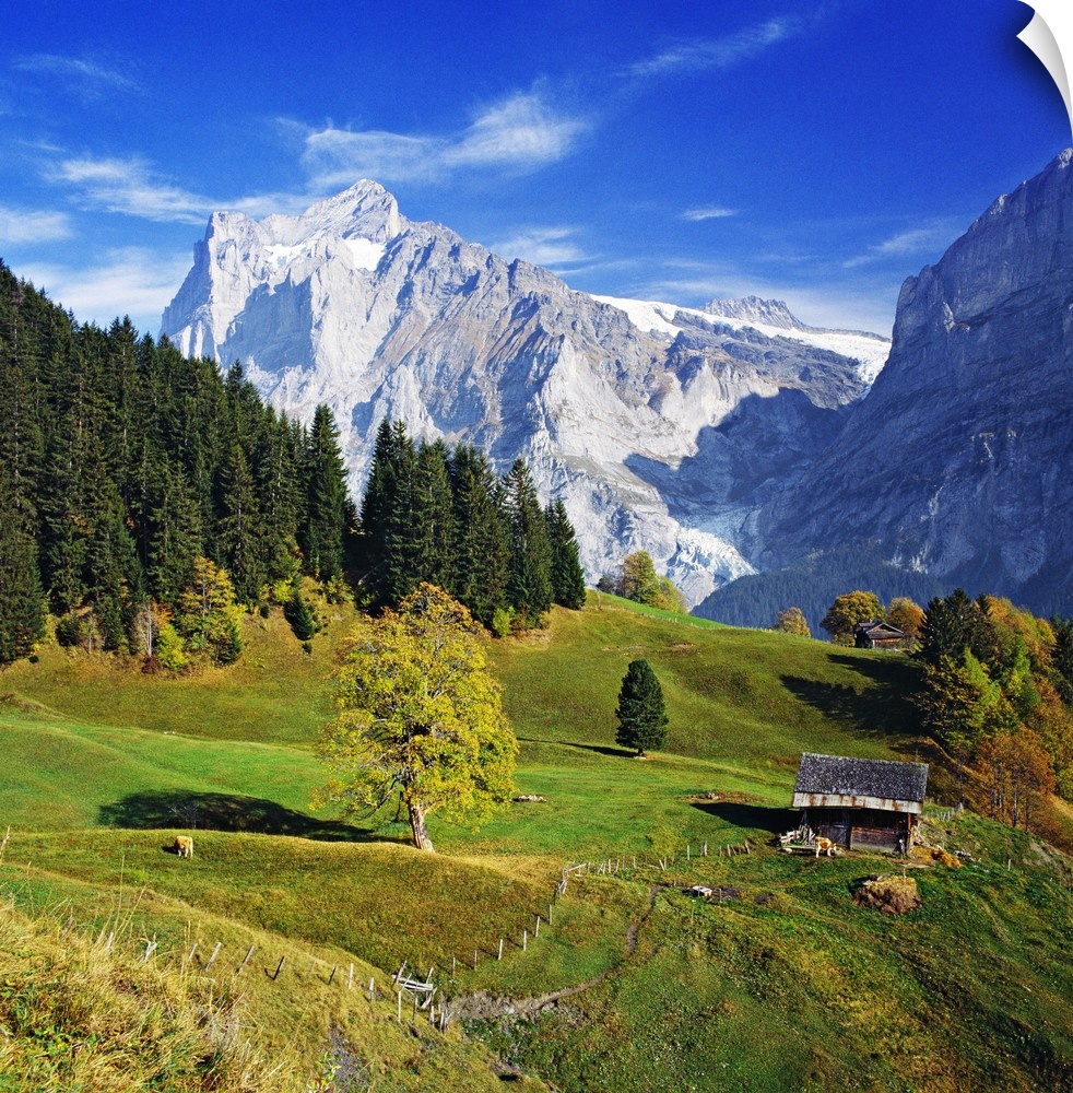 Switzerland, Bern, Berner Oberland, Grindelwald, Countryside and Wetterhorn in the background