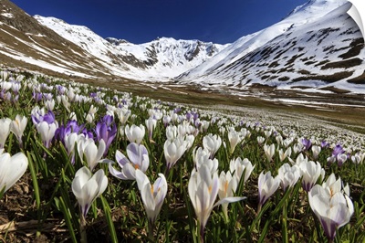 Switzerland, Graubunden, Alps, Crocus Blooming In Juf, Val d'Avers