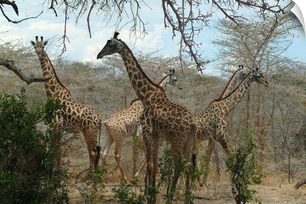 Tanzania, Selous Game Reserve, Giraffes